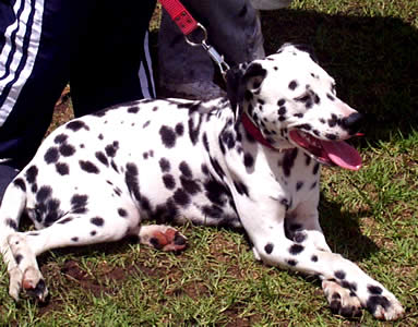Exposición Canina